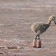 The baby flamingo that will haunt my dreams.